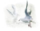Playful Seagulls-art.jpg