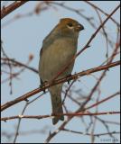 Pine Grosbeak female 2586.jpg