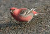 Pine Grosbeak male 2558.jpg
