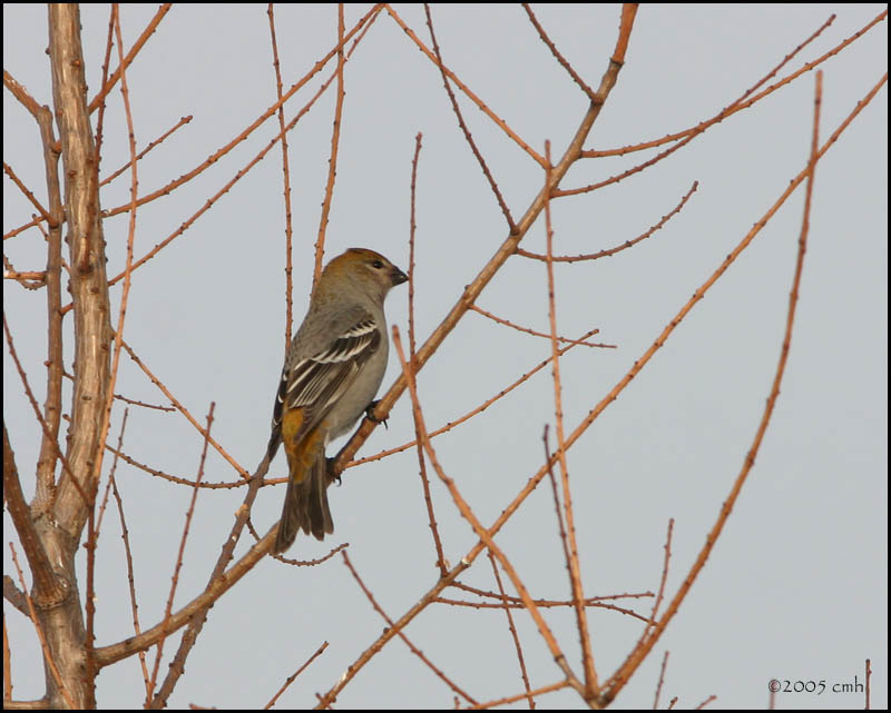 Pine Grosbeak female 2477.jpg