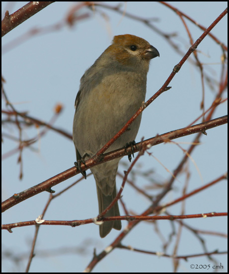 Pine Grosbeak female 2586.jpg