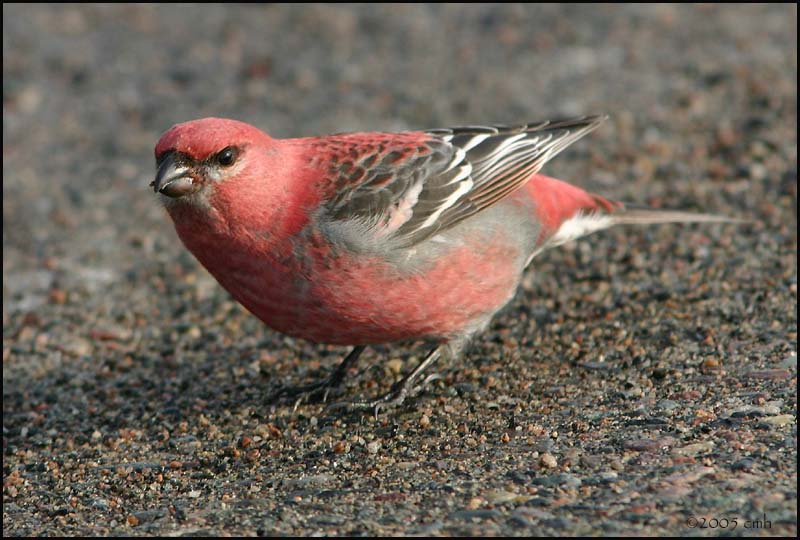 Pine Grosbeak male 2558.jpg