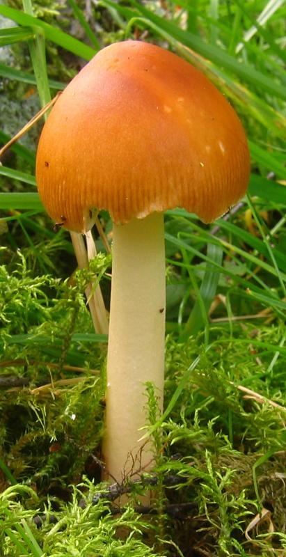 Small Orange Toadstool.jpg