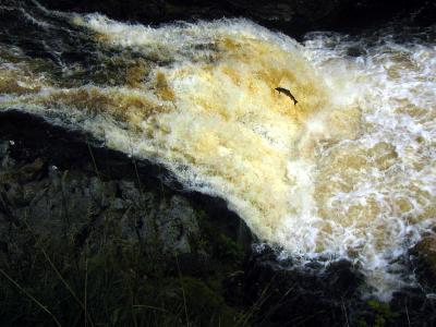 Salmon Leaping Falls of Shin