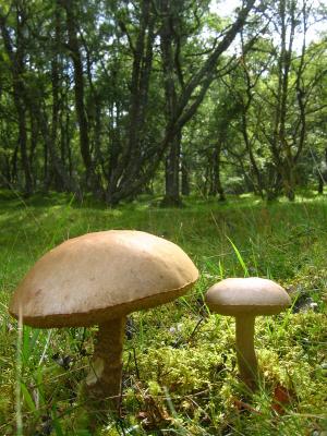 Little and Large Fungus.jpg