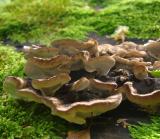 Fungi on Stump1.jpg