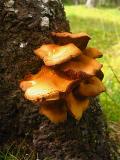 Orange Fungus on Tree.jpg