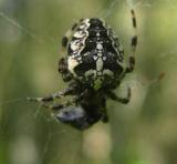 Spider in Wood