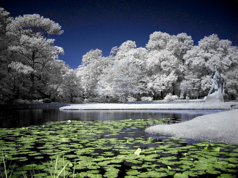 lily pond