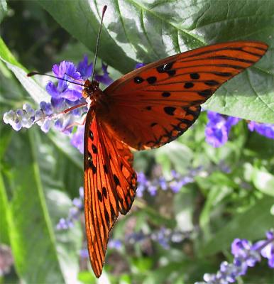 From the butterfly garden at the Minnesota Zoo, one of my favorite places.