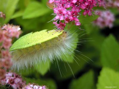 I was photographing our spirea's one day, and found this little caterpiller underneath a leaf.