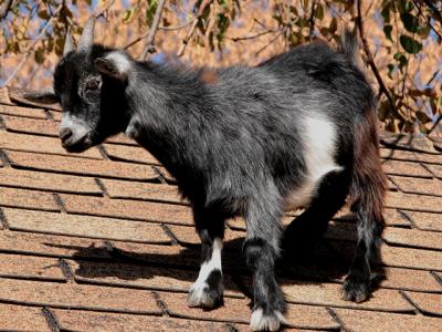 This was pretty funny. We were at the orchard this past halloween, and saw many goats on this roof