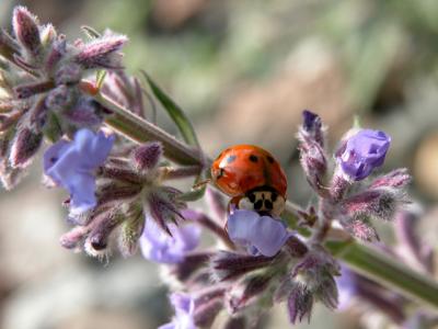 We get over run by ladybugs every September.