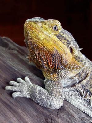 I took this at a pet store. They used the photos for thier website.
