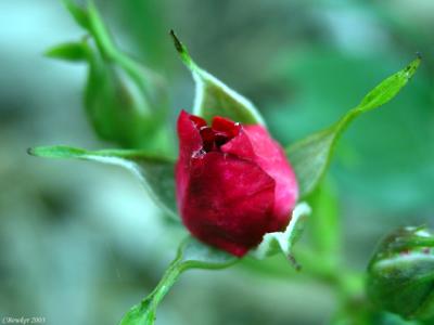 Just a rosebud