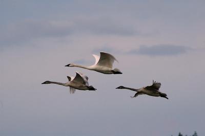 Three Trumpeter Swans with the Tamron 200-400mm