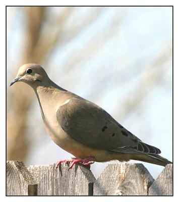 Backyard Dove