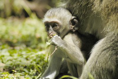 bebe singe 2