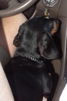 Mr. Prinz, Helping to Drive