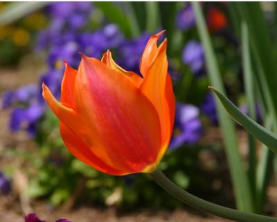One Red Orange Tulip.jpg
