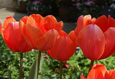  Red Tulips.jpg