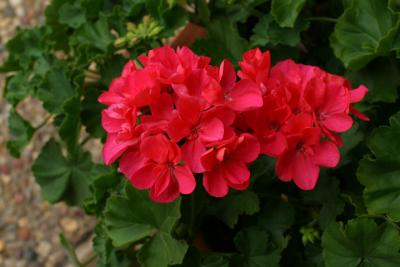 Canon 17-40 L.jpg