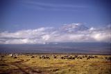 Animals at Amboseli with Mt. Kilimanjaro in background