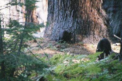 Mother and cub - Sequoia N. P.