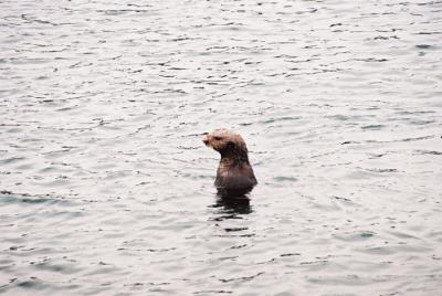 Sea Otter - Monterey, California