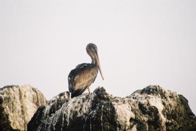 Pelican - Lost Coast California.