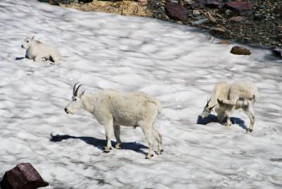 Mountain Goats - Glacier N.P.