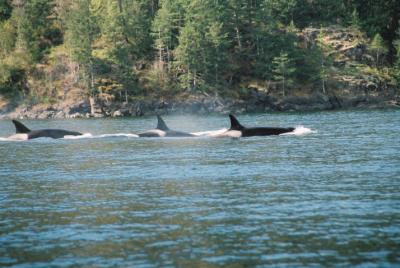 Killer Whales - Vancouver Island