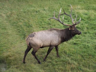 Bull Elk - Jasper N.P.