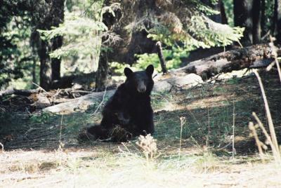 Black Bear - Sequoia N. P.