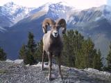 Bighorn - Banff N.P.