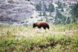 Bear - Waterton N.P.