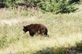 Black Bear - Waterton N.P.