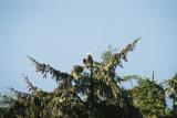 Bald Eagle - Vancouver Island