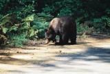 Black Bear - Sequoia N. P.