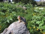 Marmot - Glacier N.P.