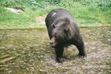 Grizzly at Fish Creek - Hyder, Alaska