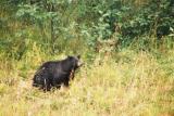 Black Bear - Near the road, B.C.