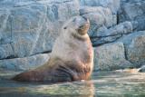 Sea Lion - Vancouver Island