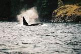 Killer Whales - Vancouver Island