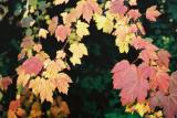Fall colours - Waterton N.P.