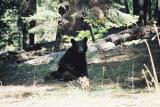 Black Bear - Sequoia N. P.