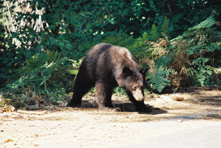 Black Bear - Sequoia N. P.