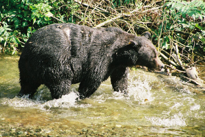 Grizzly at Fish Creek - Hyder, Alaska