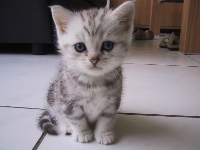 Kamatz 5 weeks old