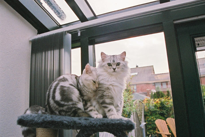Friends